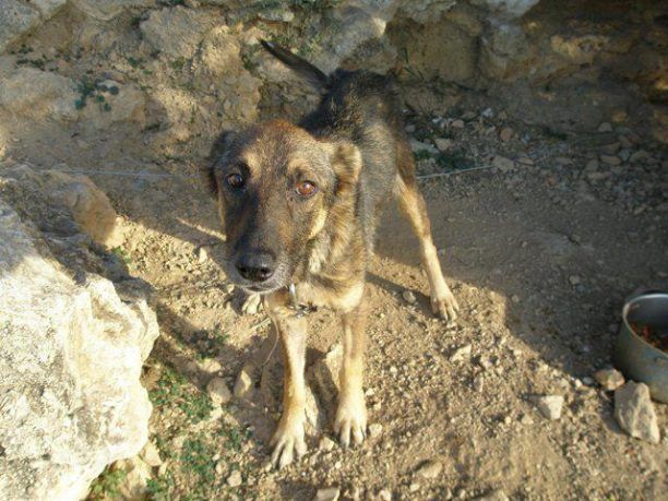 Η Λίζα, η σκελετωμένη σκυλίτσα της Λέρου ανακτά τις δυνάμεις της!